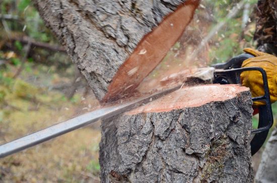 A worker sawing a tree trunk with a chainsaw