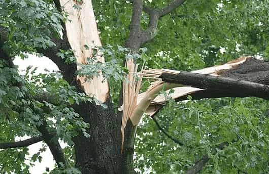After the Storm Take it One Tree at a Time