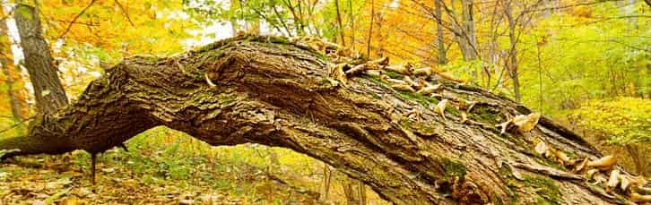 Inspecting for Tree Decay