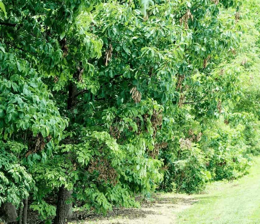 What Happens to Trees in Drought?