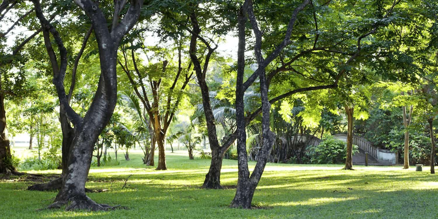 Tough Locations for Trees