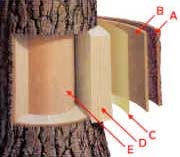 A diagram showing the inner layers of a tree