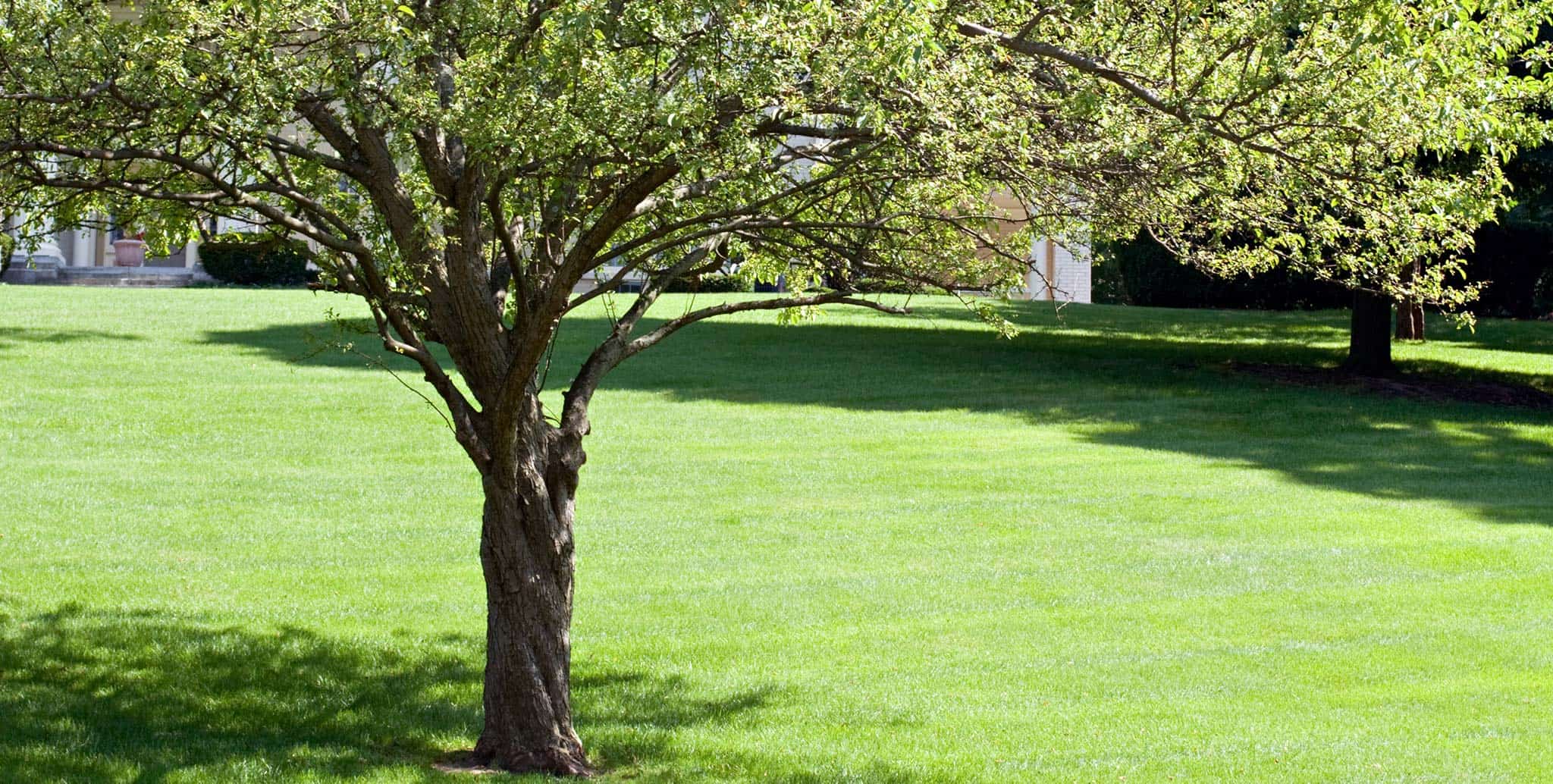A tree blooming in an open space