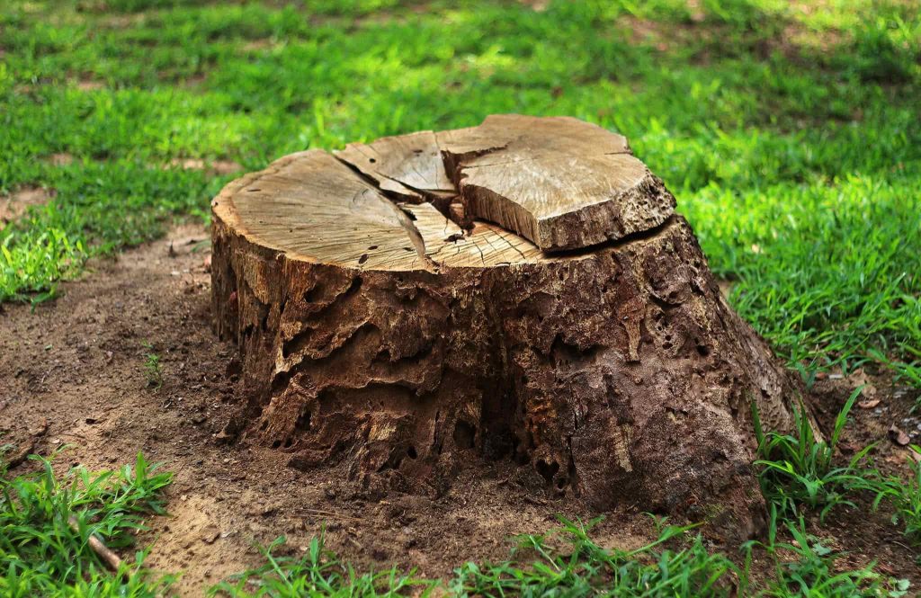 A tree stump - how to rot a stump