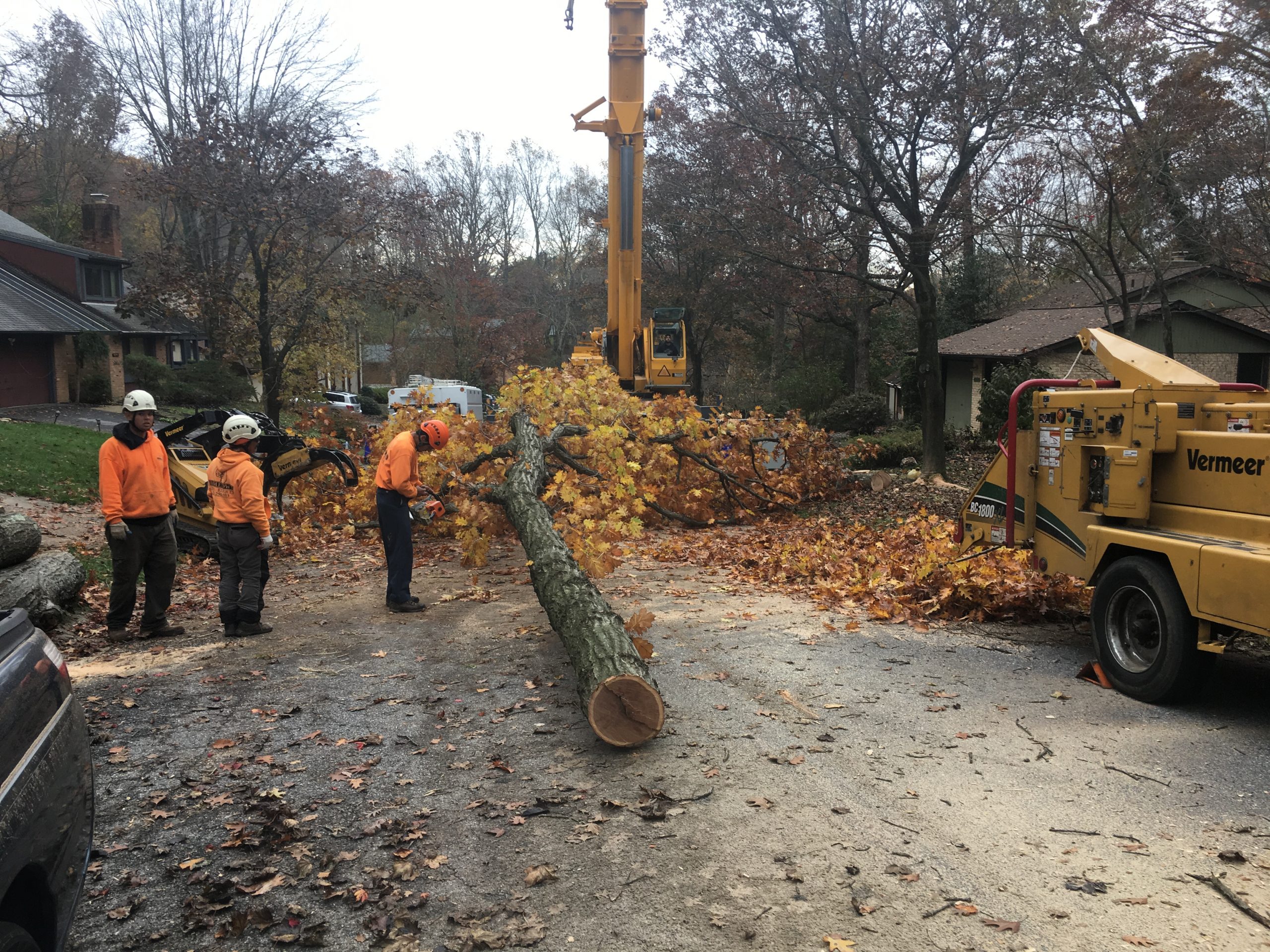 Dangers of DIY Tree Removal