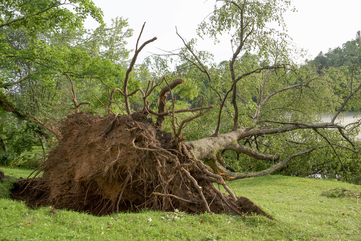 Hurricane Season Ending - Tree Maintenance 