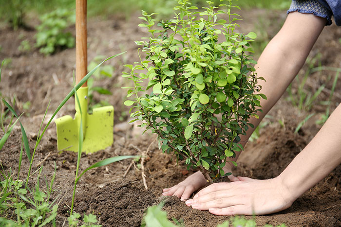 Experts identify 'super-plant' that absorbs roadside air pollution