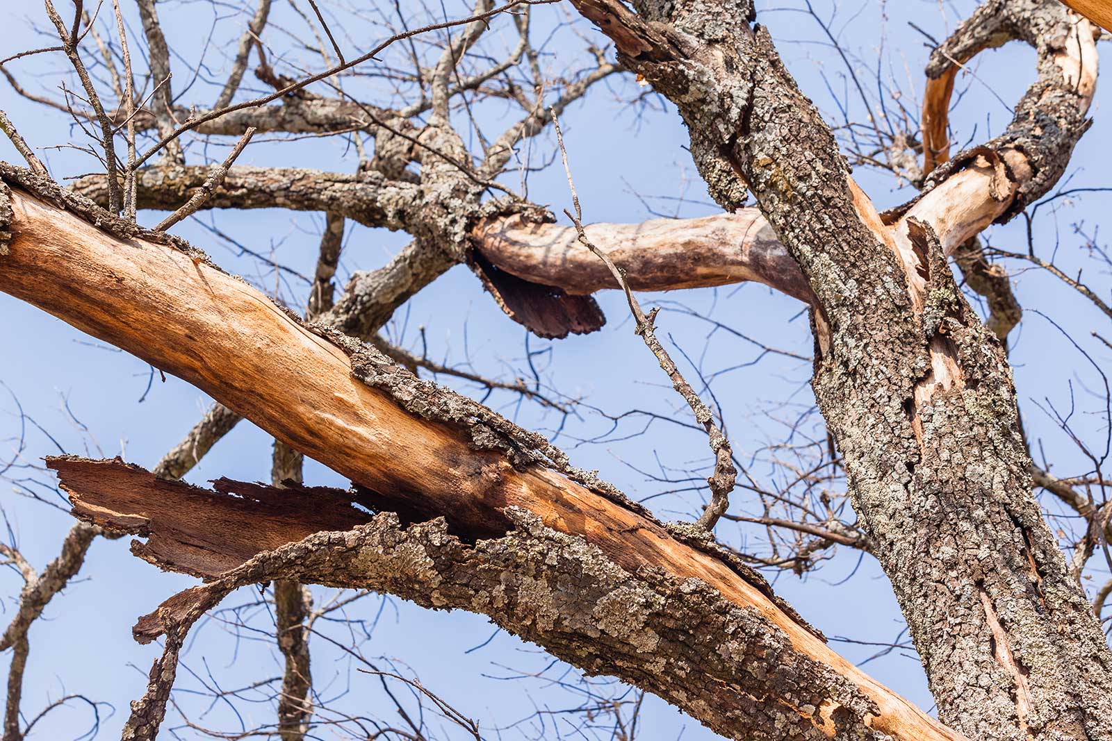 When Tree Removal Becomes Necessary?