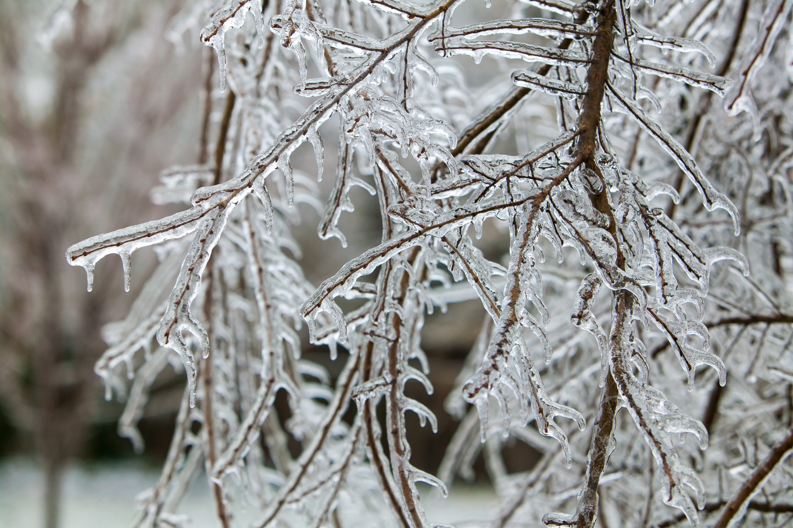 The Weight of Winter Ice on Trees