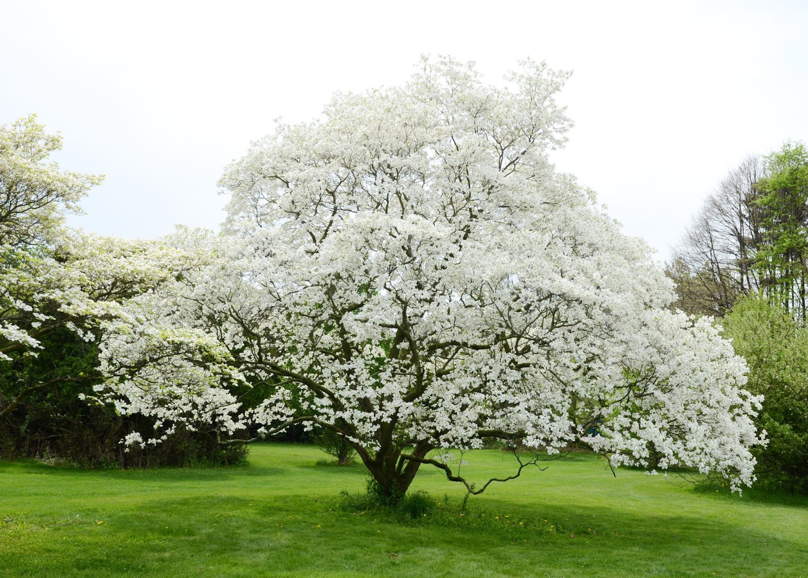 The Best Flowering Trees to Plant in Your Yard This Year