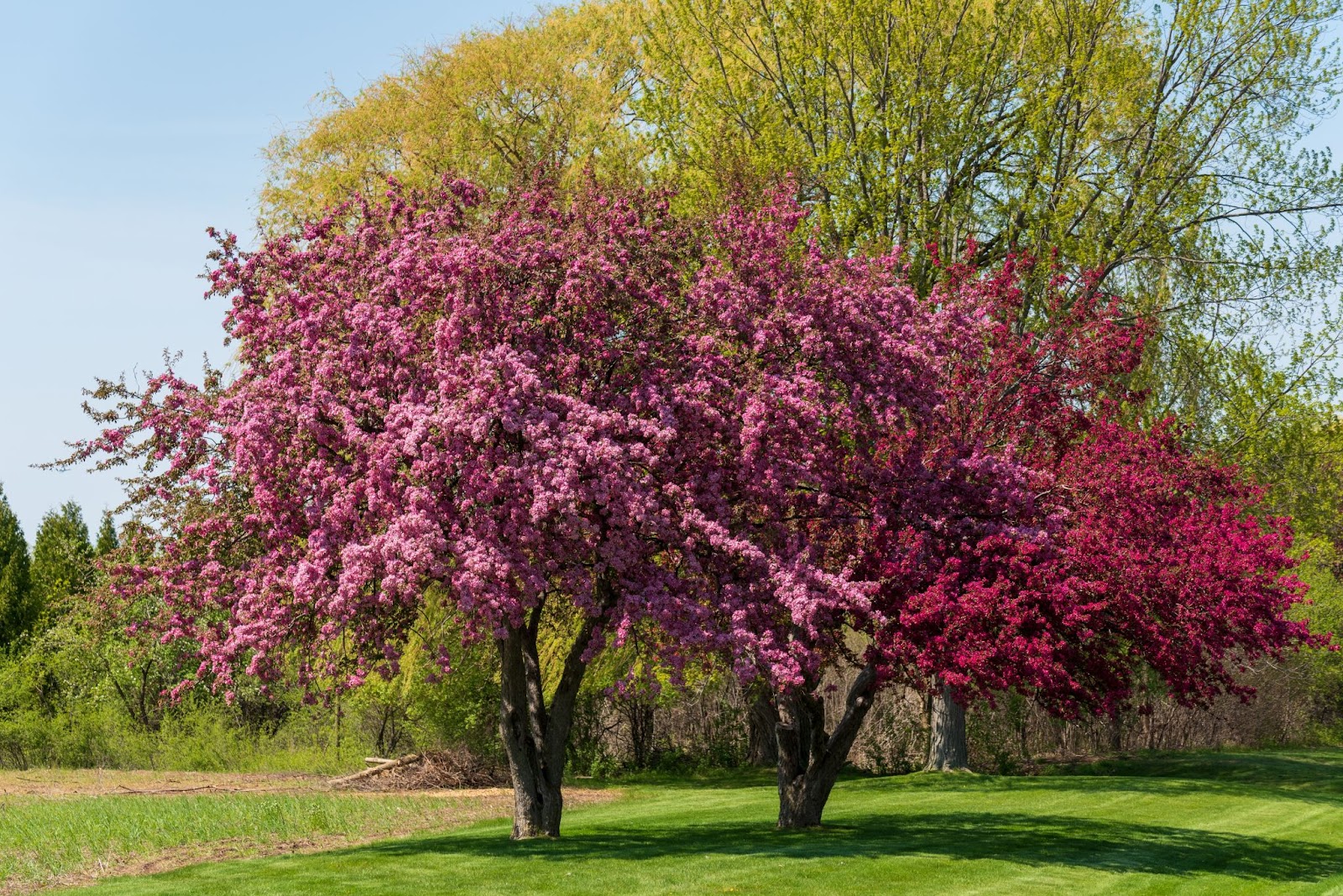 Yoshino Cherry Tree with Pink and Red Blooms hometown tree experts