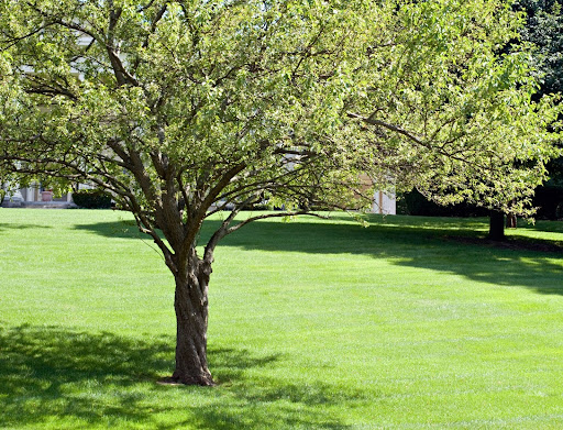 Storm Damage Tree Service