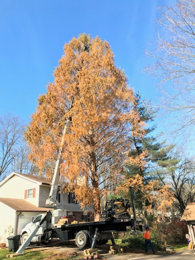 How to Diagnose and Treat Tree Fungus and Disease