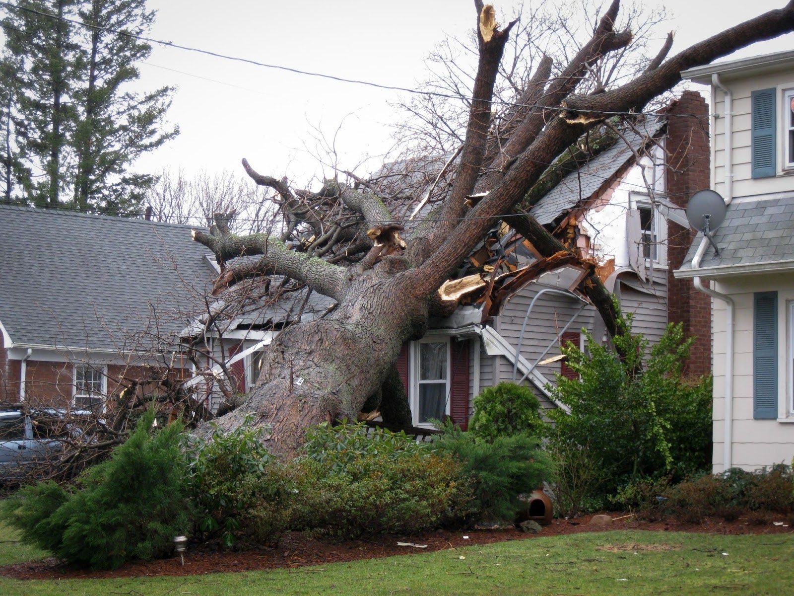 storm support emergency tree removal