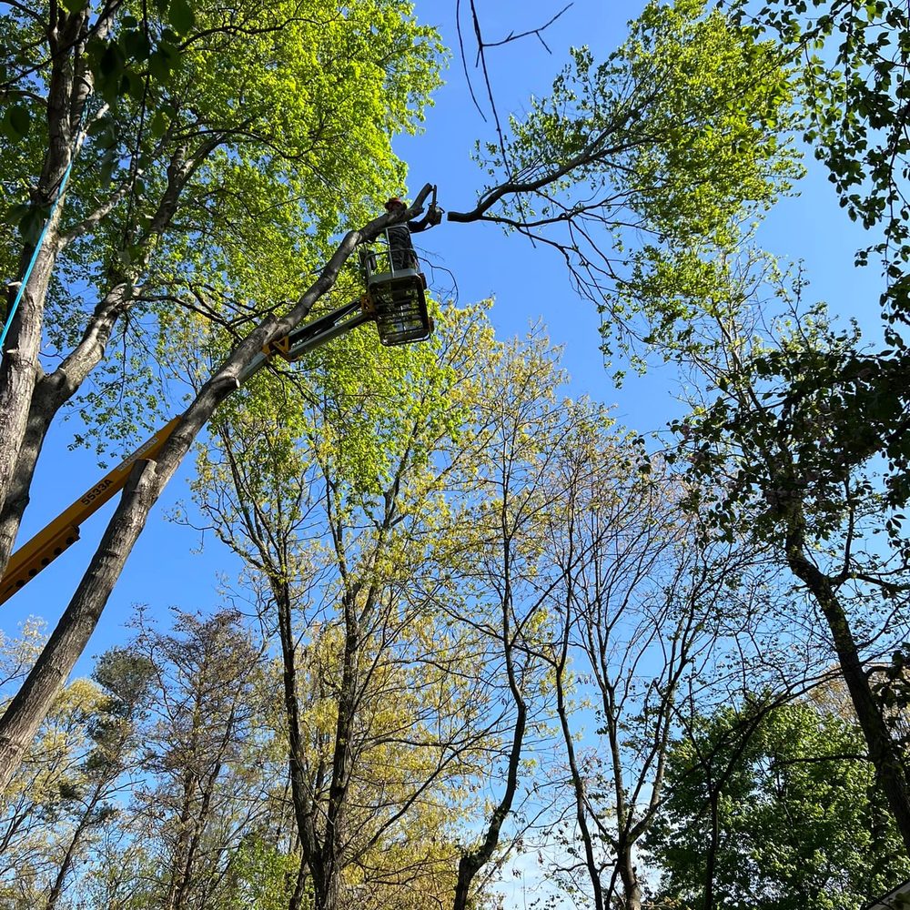 Services offered by Hometown Tree Experts