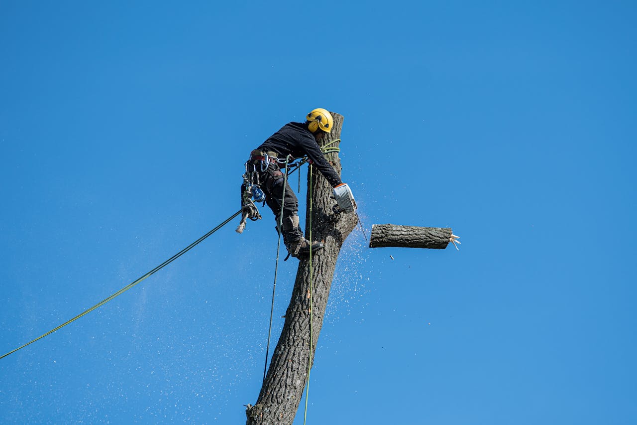 How Do I Estimate a Tree Removal Job?