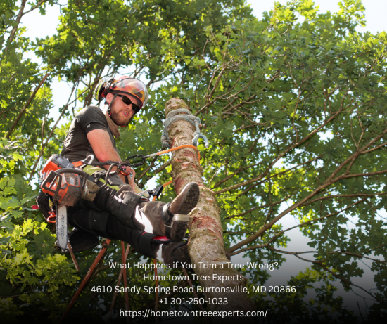 What Happens if You Trim a Tree Wrong