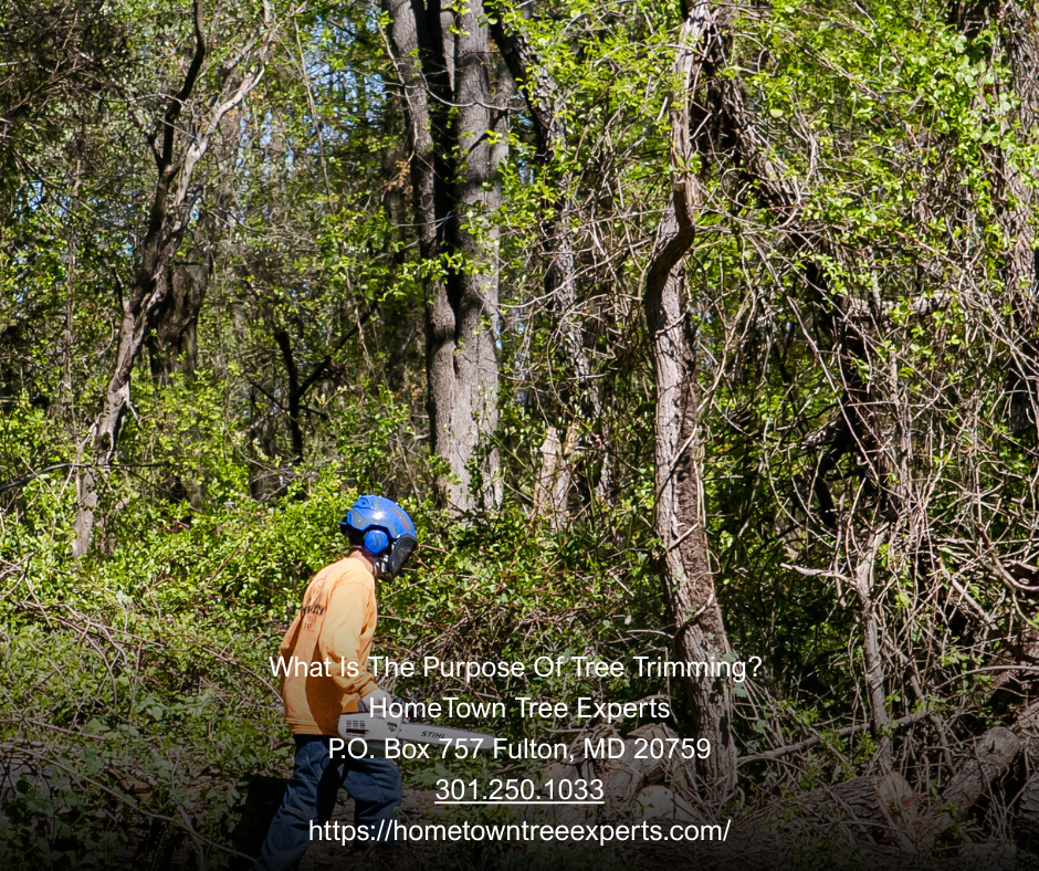 What Is the Purpose of Tree Trimming?