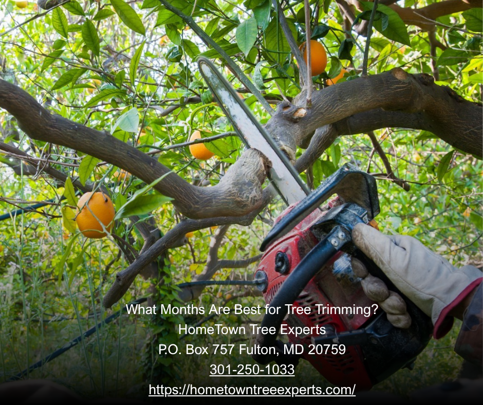 What Months Are Best for Tree Trimming?