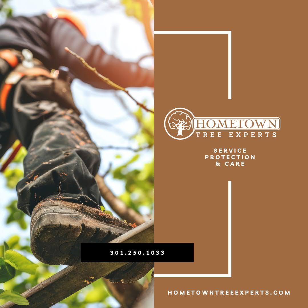 Tree Removal Services Singapore: Clear Your Property with Ease