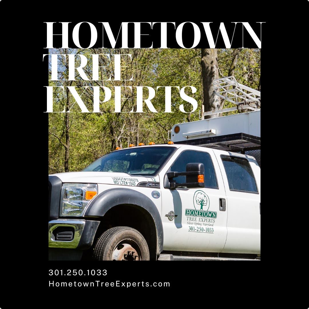 Why Tree Trimming Services Matters In Burtonsville, MD?