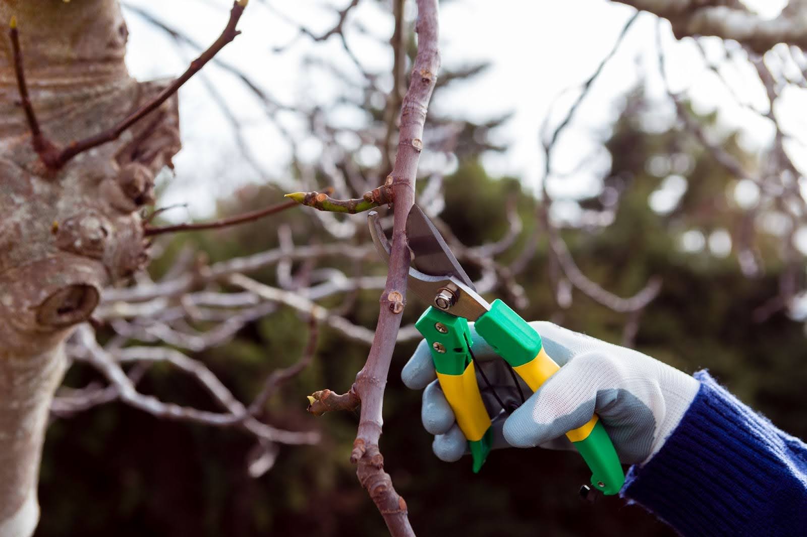 The Key To Safer, More Attractive Trees On Your Property
