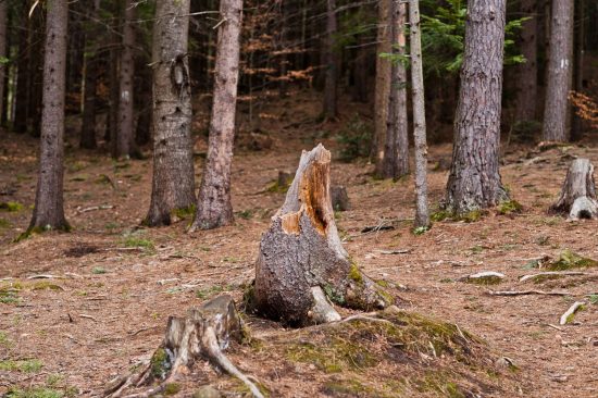 What’s Left Behind After A Tree Is Gone Can Still Cause Problems