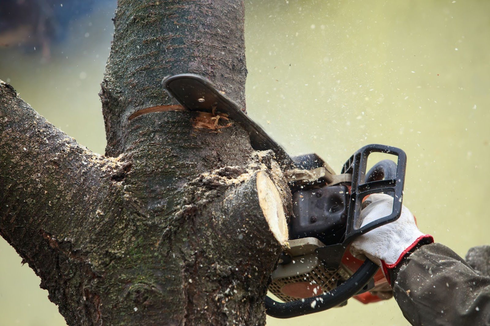 Protecting Your Home From Hazardous Trees