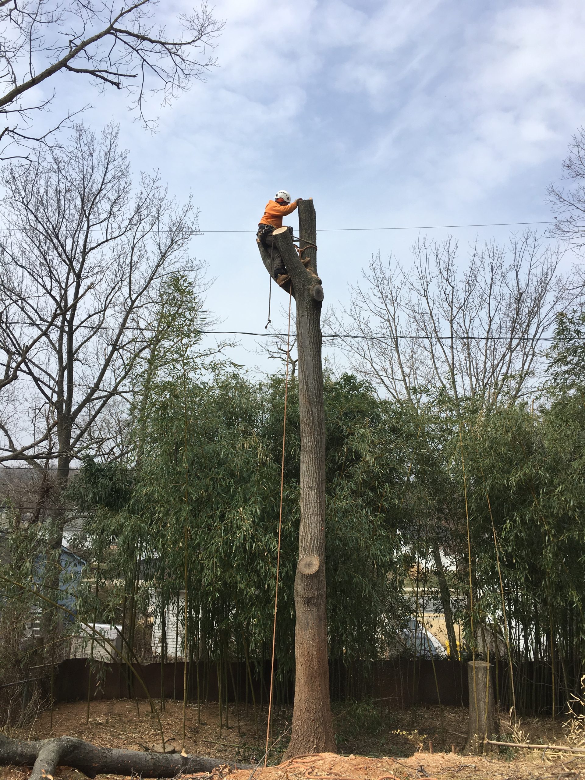 What Services Offered by Maryland Tree Experts