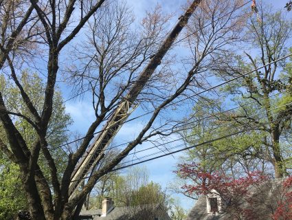 Tree Removal Burtonsville MD
