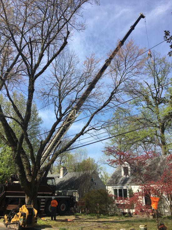 Tree Removal Burtonsville MD