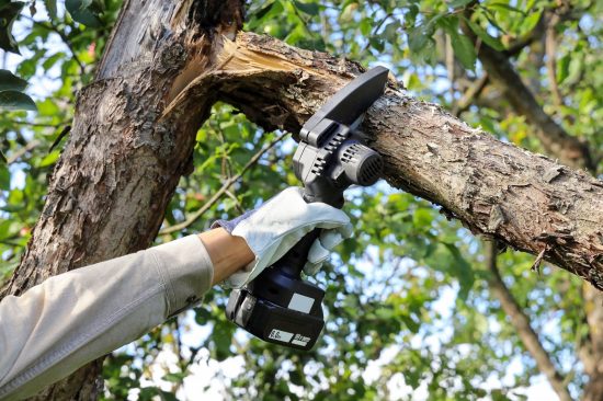 When Overgrown Branches Start Causing Problems Around Your Property