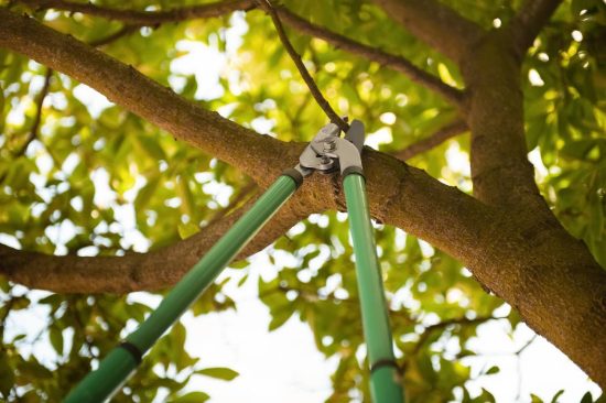 Why Professional Tree Trimming Protects More Than Just Appearance